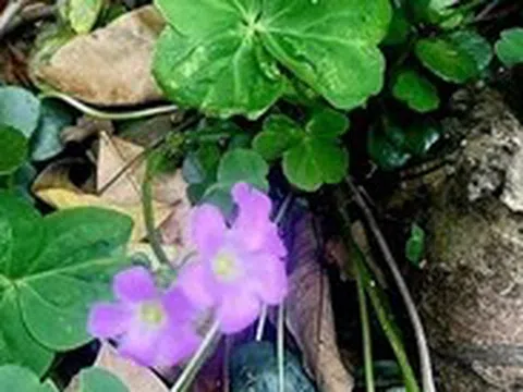 Bị ngộ độc chưa từng thấy trong y văn thế giới sau khi uống nước cây me đất để thanh nhiệt, giải độc
