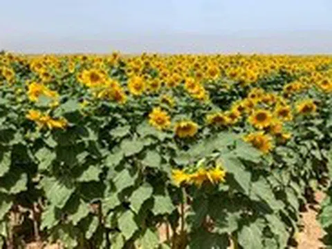Dùng dầu ăn nào để chiên rán, dầu nào trộn salad thì tốt cho sức khỏe?