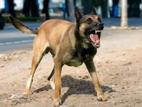 Người đàn ông mất mạng sau một năm bị chó lạ cắn