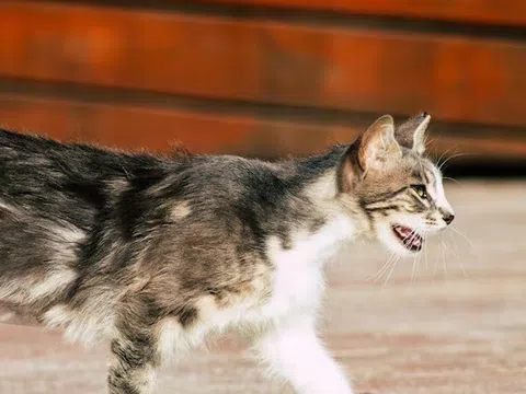 Sau 2 năm bị mèo cắn, người phụ nữ mất mạng