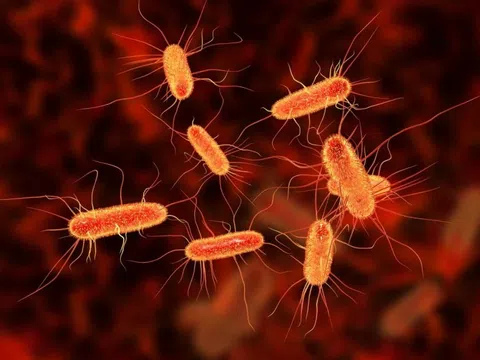 Triệu chứng phổ biến nhất khi nhiễm khuẩn E. coli