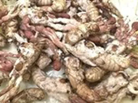 Ăn nấm mọc trên nhộng ve sầu vì nghĩ là đông trùng hạ thảo, bị ngộ độc nguy kịch