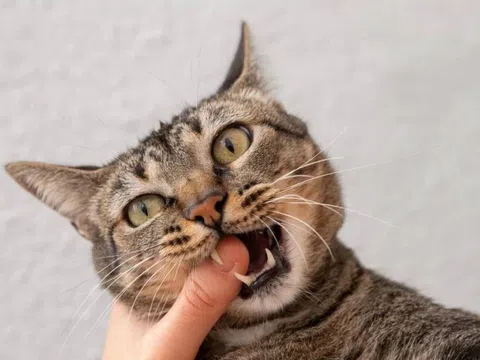 Mèo cắn có nguy hiểm như chó cắn?