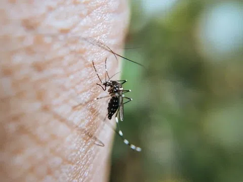 Nhận diện loài muỗi gây bệnh sốt xuất huyết