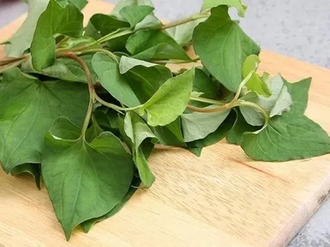 Những bài thuốc từ rau diếp cá
