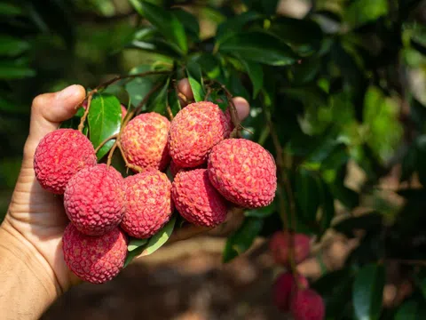 5 lợi ích không ngờ từ trái vải