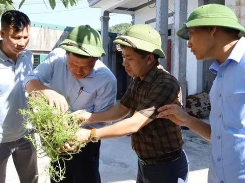 Hà Tĩnh xuất hiện ổ dịch sốt xuất huyết đầu tiên trong năm