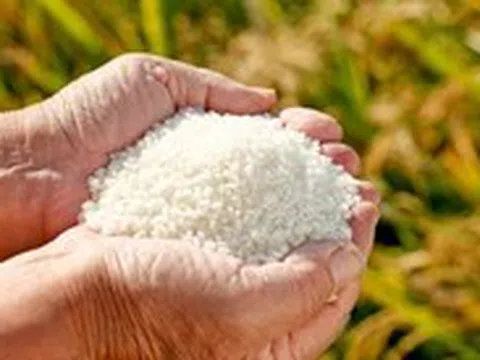 Những chất dinh dưỡng nào cần thiết cho cơ thể?