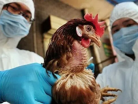 Đắk Lắk phát hiện ổ dịch cúm A (H5N1), tiêu hủy hàng trăm con gà