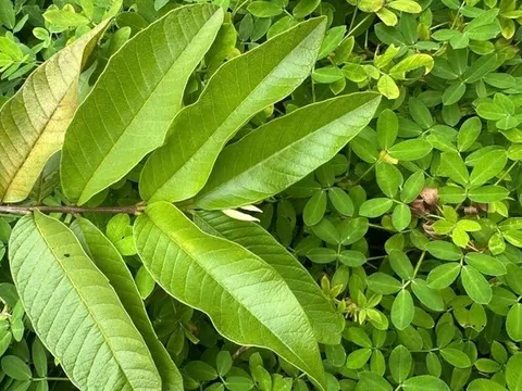 Cách uống nước lá ổi giúp giảm mỡ máu tự nhiên