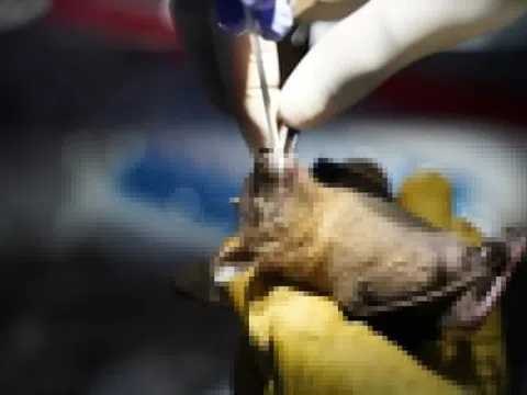 Virus 'tử thần' bùng phát ở Congo, 15 người không qua khỏi
