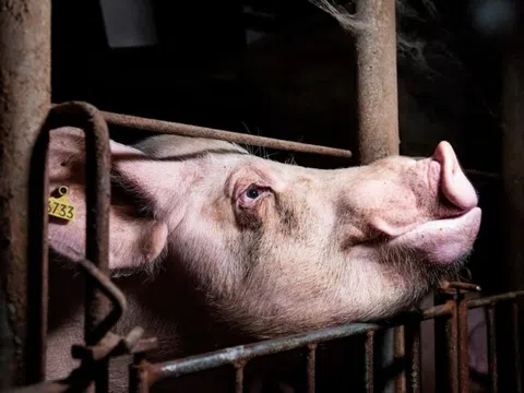 Mỹ bước vào đột phá y học táo bạo