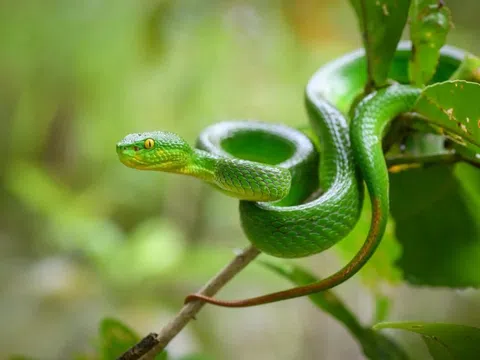 Rắn độc tấn công, nhiều người nhập viện cấp cứu