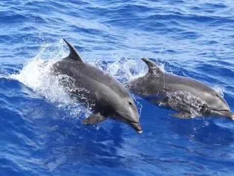 Cái chết của cá heo phơi bày một hiểm họa