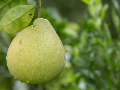 4 nhóm người nên hạn chế ăn bưởi