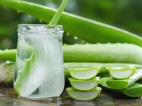 Loại lá có tác dụng phục hồi tóc hư tổn chỉ sau vài lần gội đầu