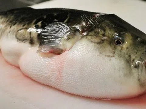 Ăn cá chứa độc tố gấp 275 lần xyanua, 2 gia đình đi cấp cứu