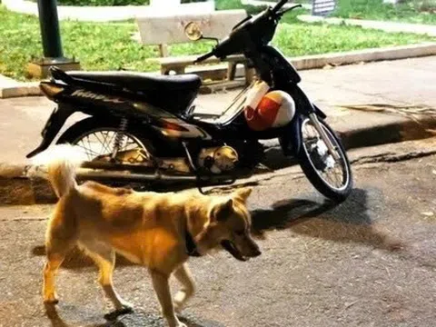 Ba người dân tại Lâm Đồng bị chó mắc bệnh dại cắn