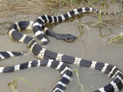 Đừng buông rơi mạng sống vì rắn độc