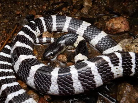 Rắn hổ mang bò vào bồn cầu, bác sĩ cảnh báo đỉnh điểm mùa rắn cắn