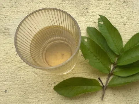 Loại nước lá đang 'gây sốt' giúp hạ huyết áp, giảm mỡ máu