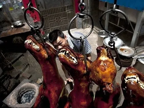 Hiểm họa sau đĩa thịt chó, mèo