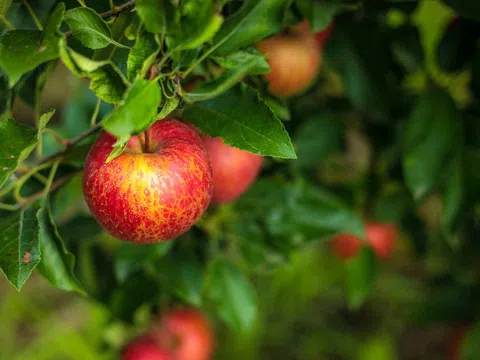 Bác sĩ nha khoa khuyên cách ăn trái cây đúng để ngừa sâu răng