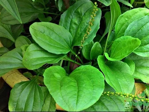 Cây mã đề chữa được những bệnh gì?