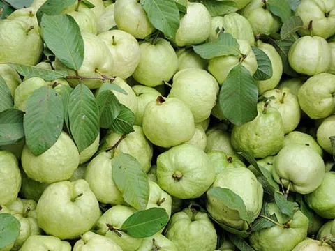 4 nhóm người cần hạn chế ăn ổi để tránh rủi ro sức khỏe