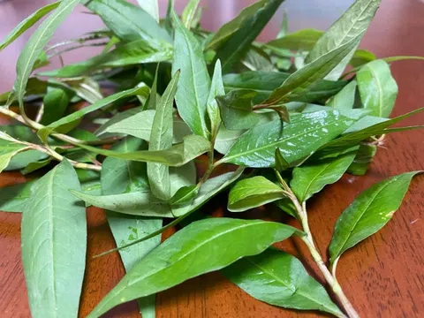 Rau răm có thật sự gây yếu sinh lý?