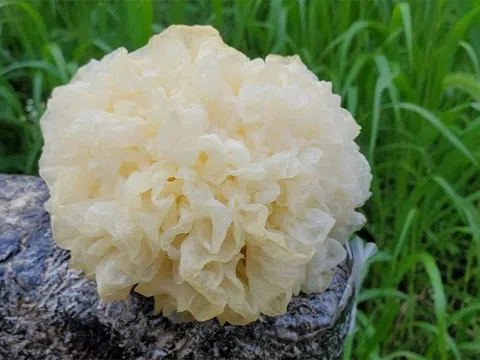 4 món canh thuốc giúp dưỡng âm, bảo vệ phổi