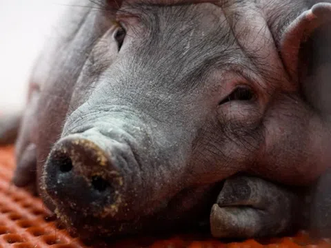 Trung Quốc xây trại lợn biến đổi gene khổng lồ phục vụ ghép tạng