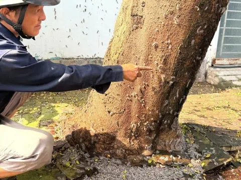 Sâu róm bò lúc nhúc vào nhà dân ở TP.HCM, bác sĩ cảnh báo