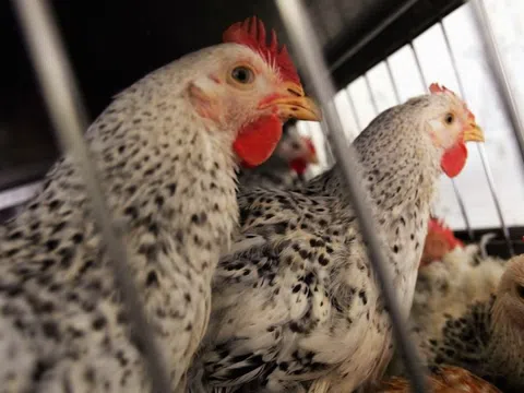 Một người ở Mỹ nhiễm chủng cúm chưa từng thấy ở người