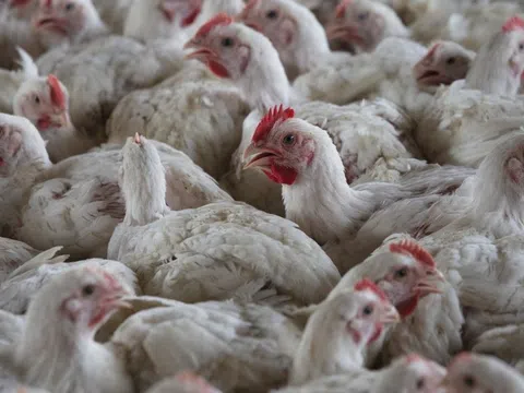 Một người tại Mỹ không qua khỏi vì chủng cúm chưa từng thấy ở người