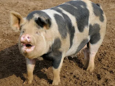 Vết cắn không ngờ từ heo khiến thiếu niên lâm bệnh nặng