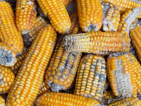 4 loại rau củ âm thầm 'nuôi dưỡng' ung thư, nhà nào cũng có