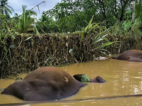 Nguy cơ bùng phát các bệnh truyền nhiễm sau lũ tại tỉnh Gia Lai và Lâm Đồng rất lớn