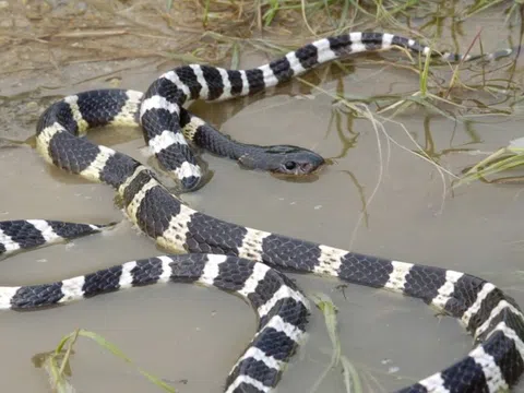 Trong 5 ngày, một bệnh viện tiếp nhận 20 người bị rắn độc cắn