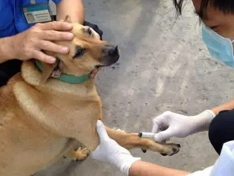Kiểm soát bệnh dại bắt đầu từ quản lý chó, mèo