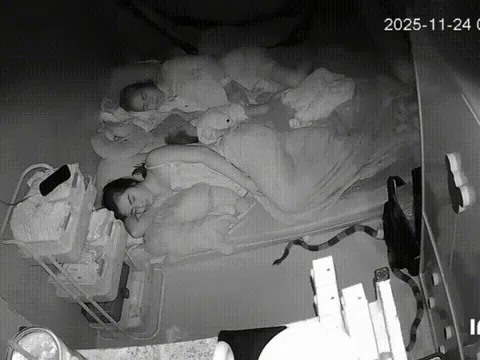 Rắn cạp nong bò vào phòng ngủ, hành động của người mẹ được khen