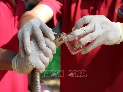 Nơi cấp cứu, điều trị rắn độc cắn duy nhất trong quân đội