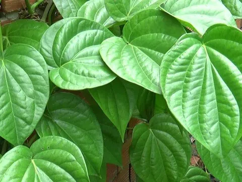 Cách dùng lá trầu không hỗ trợ trị viêm, khử khuẩn, đau nhức xương