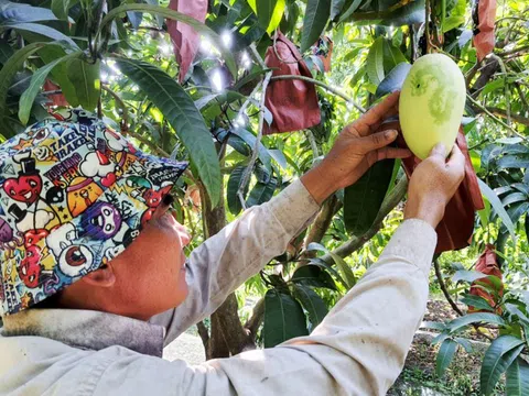 Trái xoài: Thực phẩm rất tốt cho mắt và sức khỏe tim mạch