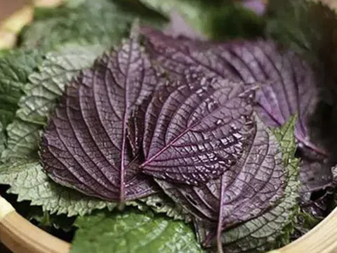 Bài thuốc dân gian hữu ích từ lá tía tô, nhưng ai nên dùng và dùng bao nhiêu là tốt?