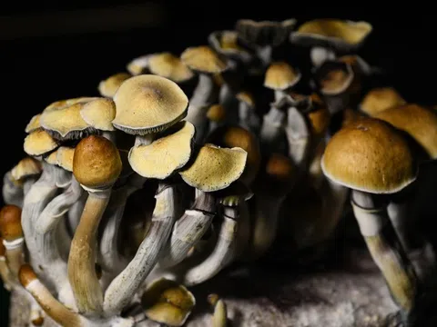 Nước châu Âu đầu tiên cho phép dùng nấm 'ma thuật' chữa trầm cảm