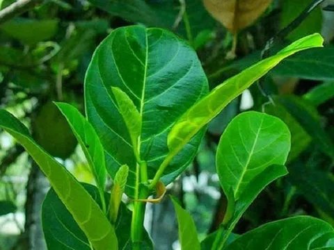 Công dụng chữa bệnh bất ngờ của lá mít