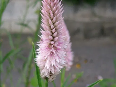 Hoa mào gà chữa bệnh gì?