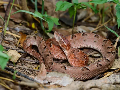 Nam thanh niên nhập viện đau đớn vì rắn chàm quạp cắn