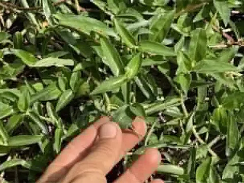 Tác dụng đặc biệt của rau trai ít người biết